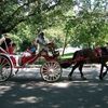 Changes Proposed For Carriage Horse Industry